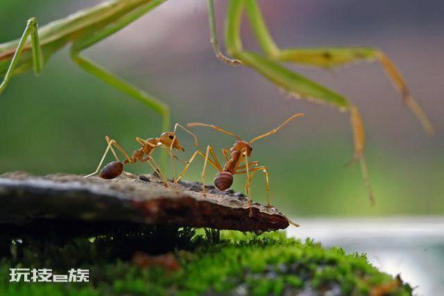 蚂蚁有大脑吗(生活在二维空间的蚂蚁能看见人类吗)-图片1